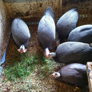 Jumbo/French Guineas with a Violet Guinea in front for comparison.