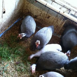 Regular Violet Guinea in front, light Violet Guinea in between Jumbo/French (and blurry, sorry).