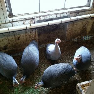 French/Jumbo Guineas with light colored Violet Guinea for size comparison.