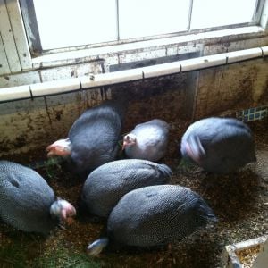 Jumbo/French Guineas with light colored Violet Guinea for size comparison.