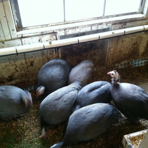 Jumbo/French Guineas with light colored Violet in back (blurry) and regular colored Violet Guinea to right.