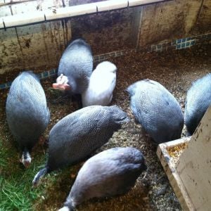 French/Jumbo Guineas with light colored Violet Guinea in middle and regular Violet Guinea in front for size comparison.