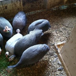 Jumbo/French Guineas with regular sized (and slightly older) Violet Guineas...light in middle and regular Violet directly behind in center back.