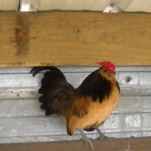 "Strider", secretly my favorite roo. He reminds me of a character in  The Lords of The Underworld" series by Gena Showalter. Strider is always up for a challenge but he caves for lovins, much like the character.