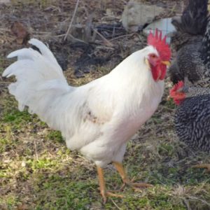 My white rooster