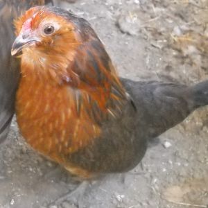 "Kaia" my pretty little redheaded D'anver. Totally my favorite hen. She loves everyone!