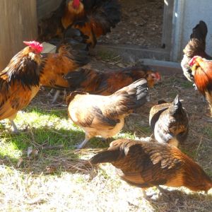 The flock enjoying some sunshine and grass.