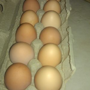 my hens started laying in November, my first dozen!