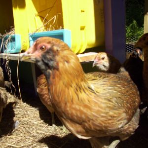 Cheeks as an "teenager"