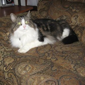 Bandit, 13 year-old Maine Coon, my handsome little (by little, I mean large) man. He will be in an iron lung before I let him pass! 3/28/2001