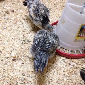 black and white twins,  Ameraucanas or EE;s? Roosters or hens? 5 weeks old, 1st chickens