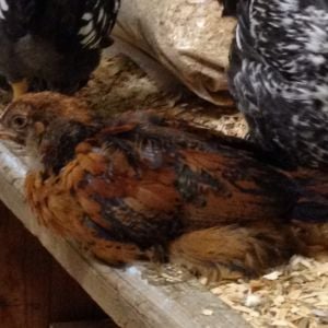 Brown #1: rooster or hen? Ameraucana or EE? 5 weeks old, 1st chickens