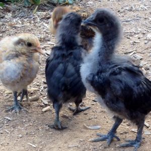 Christmas present chicks