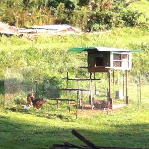 coop, jump steps and chickens newly introduced. temporarily fenced until they get the idea of where home is.