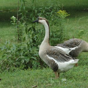 Sweet Pea in front and Gingi in the back. Two adult male African Geese