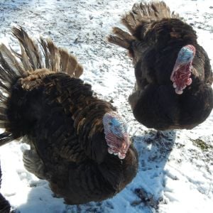 Two of our male Chocolate turkeys strutting at each other.