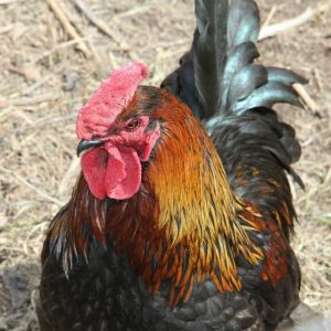 Meet Elvis my adopted rooster.