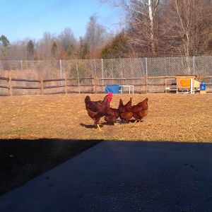The ladies are finally starting to accept the roo.