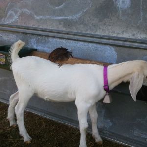 Daisy Mae and baby chick