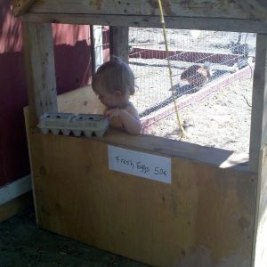 start of quail house, daughter decides to use a play house first