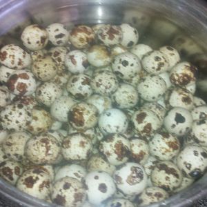 hard bioled quail eggs