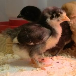Chick 1