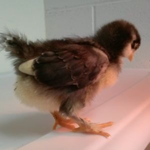 Chick 1