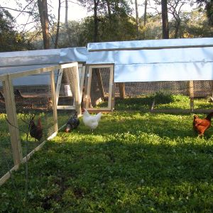 my A-frame design- for chickens in the deep south- Savannah GA