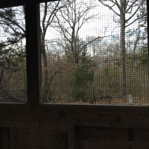 The view out the north window of the coop.