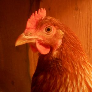 Prissy when she's a fully-grown Isa Brown hen.