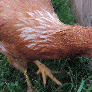 Prissy sees something behind her coop!