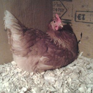 This is Prissy laying an egg in her nest.  Prissy spends a long time building her nest.  She carried one wood shaving at a time to her nest and decorated it with her own feathers too!  She uses the finest shavings!  If Speckles goes into her nest and starts ruining it, Prissy's pupils go big and in her head she is thinking, "NNNO!"  Sometimes Prissy tries to rebuild Speckles's sloppy nest the right way!
