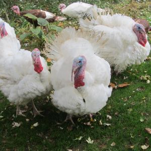 My Giant white Turkeys.