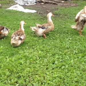 IMG_5134.JPG
My original stock of Appleyards.