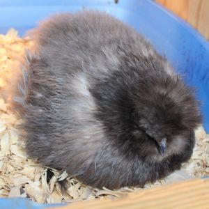 Blue Silkie