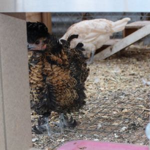 Gold-lace frizzled Cochin