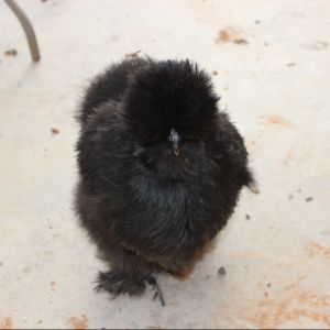 Silkie