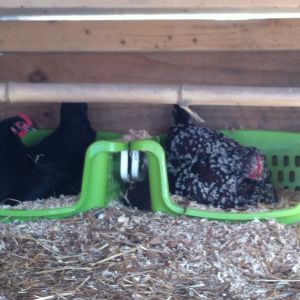 25 degrees doesnt slow these girls with egg production