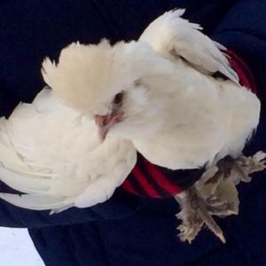 *
The runt of the coop. We love our sultan. I wish I had a million of them but I would trade this one for a zillion.