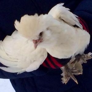 *
The runt of the coop. We love our sultan. I wish I had a million of them but I would trade this one for a zillion.