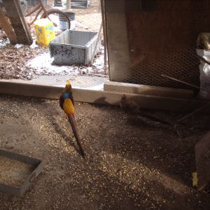 Golden Red Pheasants