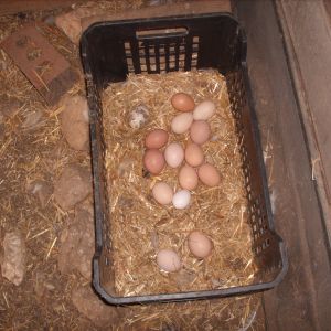 Sex Link Eggs(Dark Color) Orphington Eggs(Light Color)