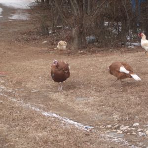 Bourbon Red Turkeys, Red Sex Link Fryer Roos