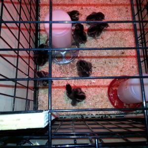 Chicks 1