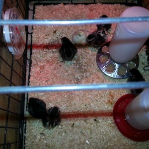 Chicks 2