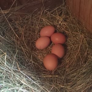 Beautiful Barred Rock Eggs