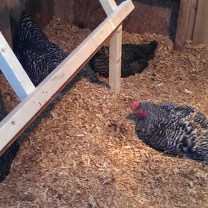 Playing in the hen house again.