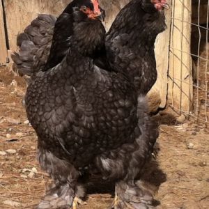 Faverolle x Cochin crossed pullets