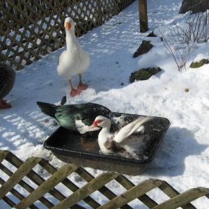 Feb 1 2014  Opie and Joy