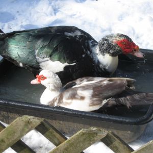 2-1-2014  Opie and Joy